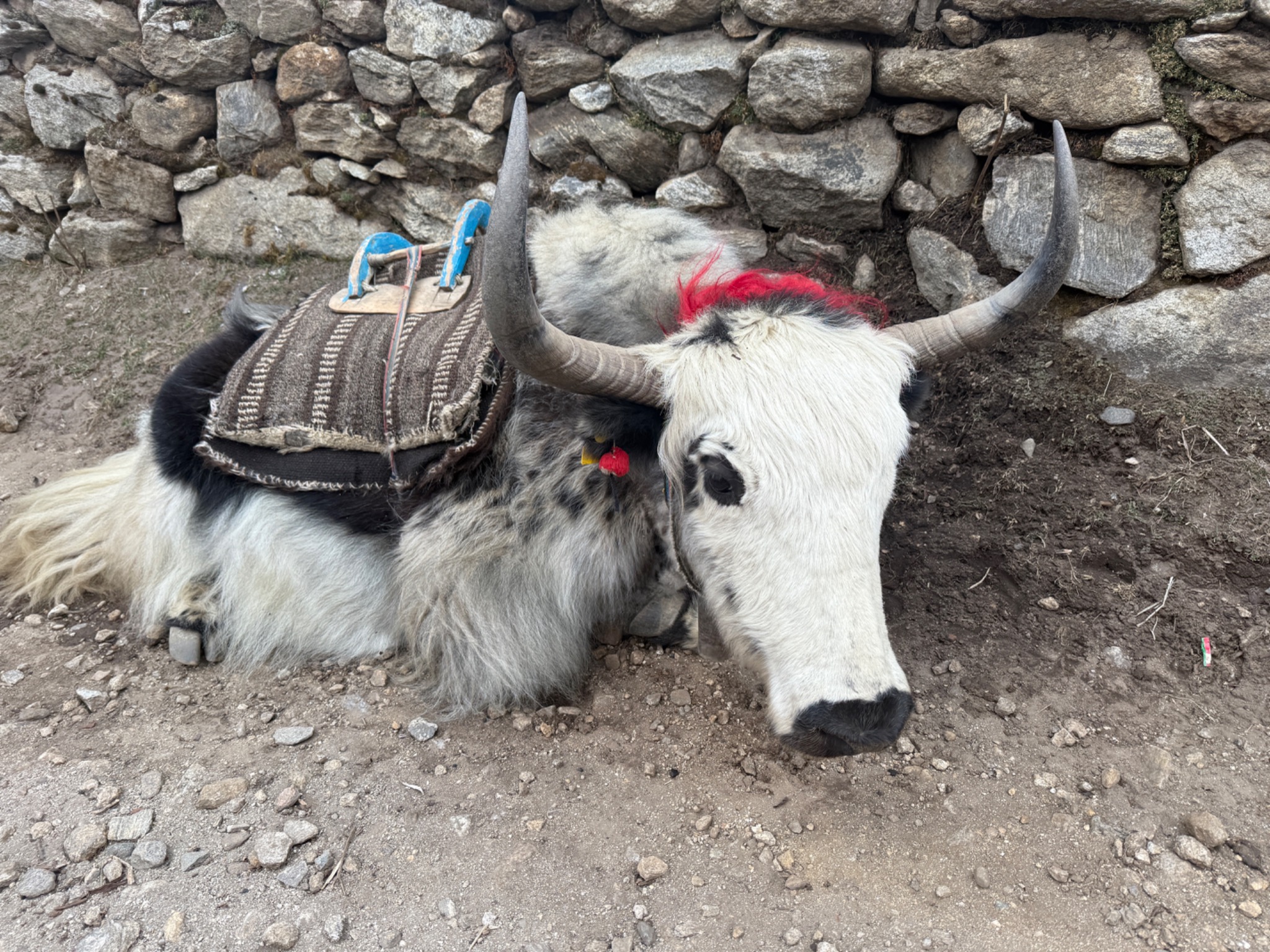 Yak en Himalaya